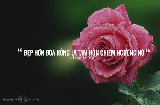 tus hoa hồng
