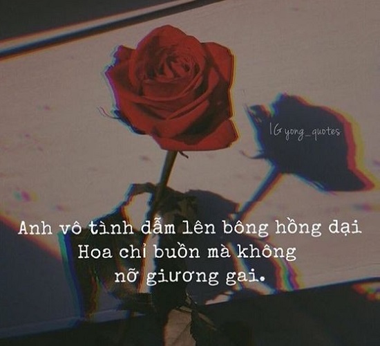 stt hoa hồng