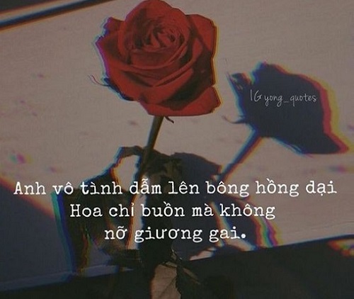 stt hoa hồng