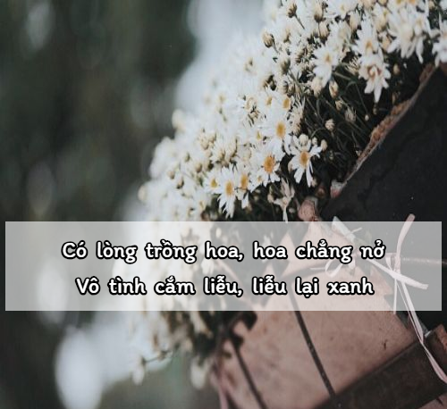 stt về hoa hay
